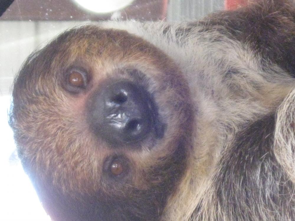 Sharkarosa Wildlife Ranch - Sloths
